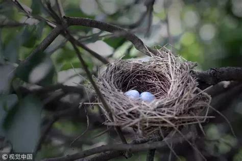鳥在家裡築巢 臻於 意思